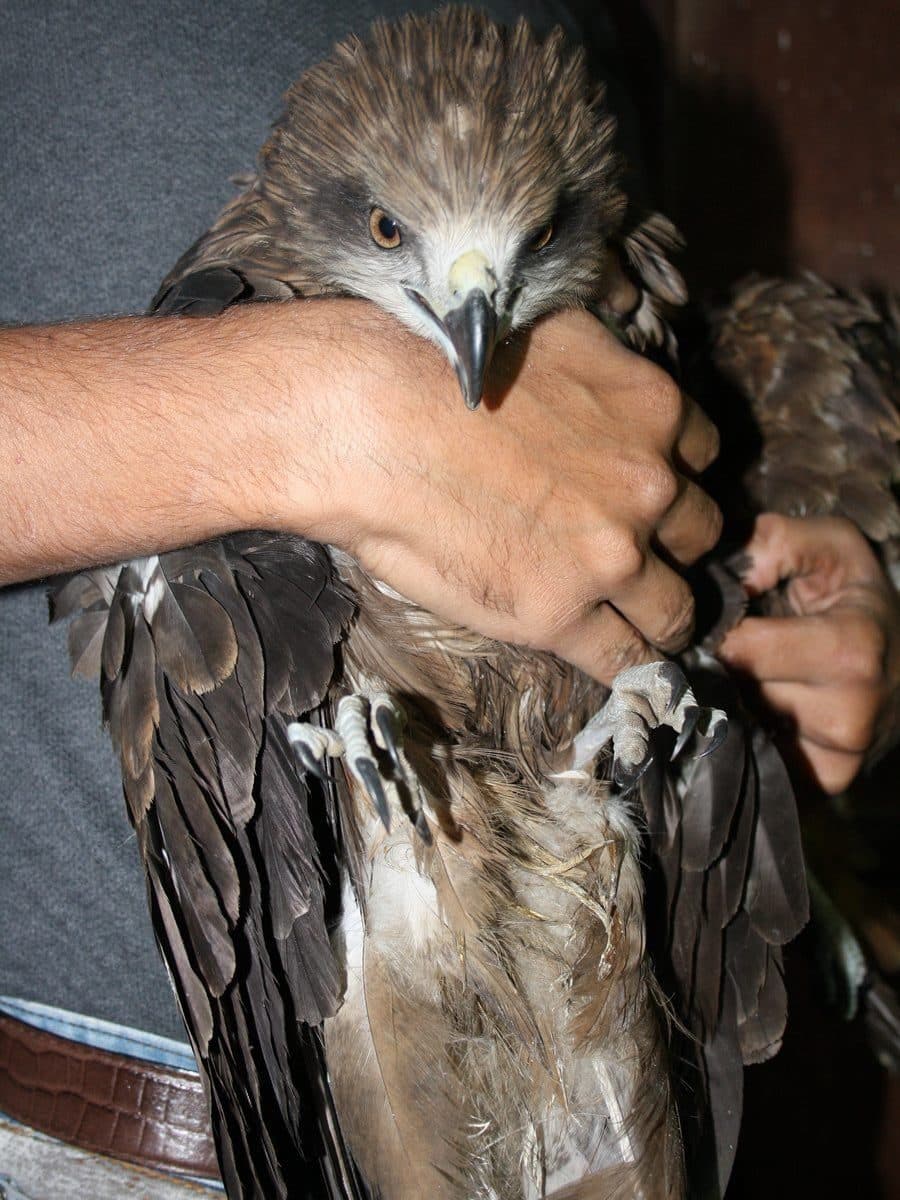 Black-Eared Kite
