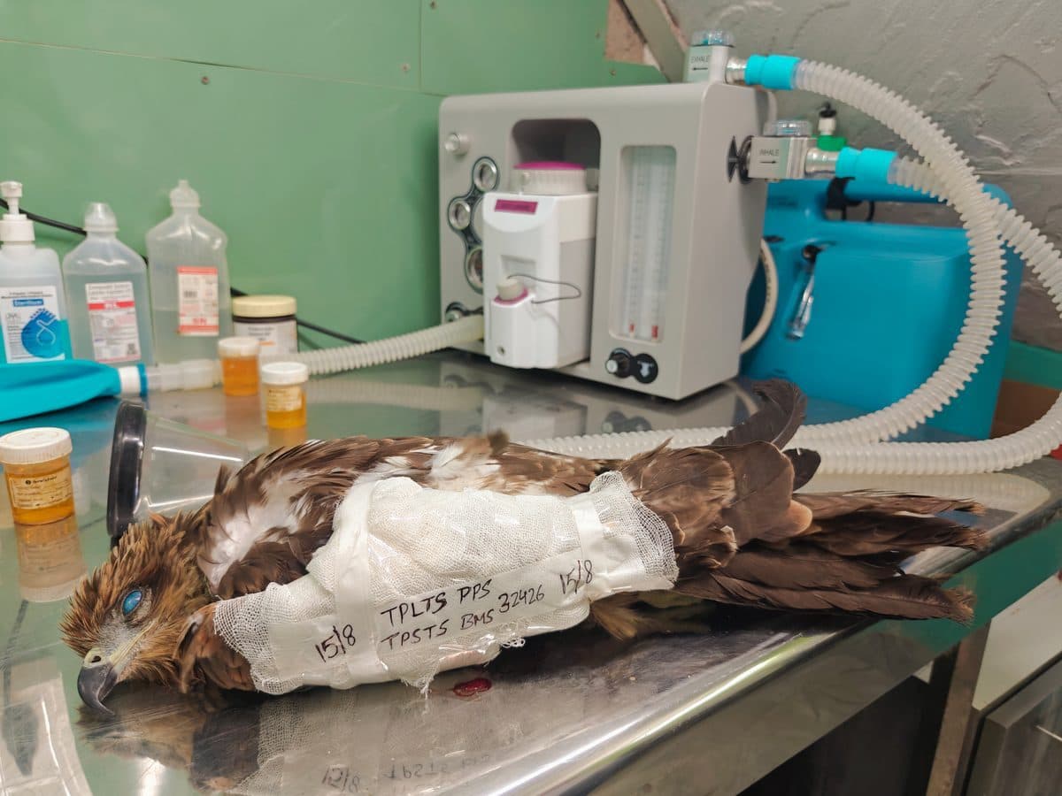A bandaged Black Kite recovering beside the anaesthesia machine after surgery