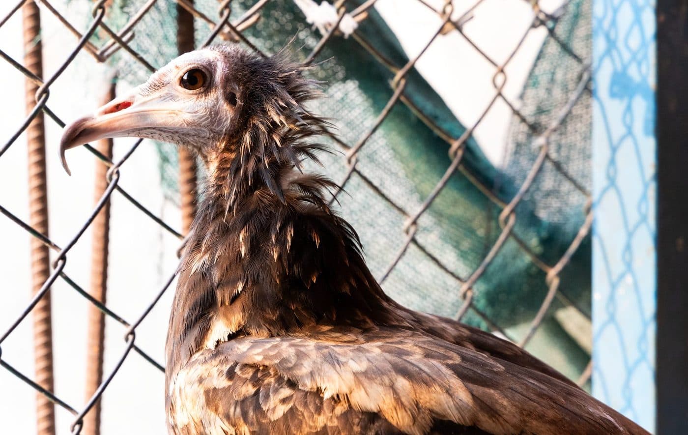 A young Egyptian Vulture in an enclosure at the clinic