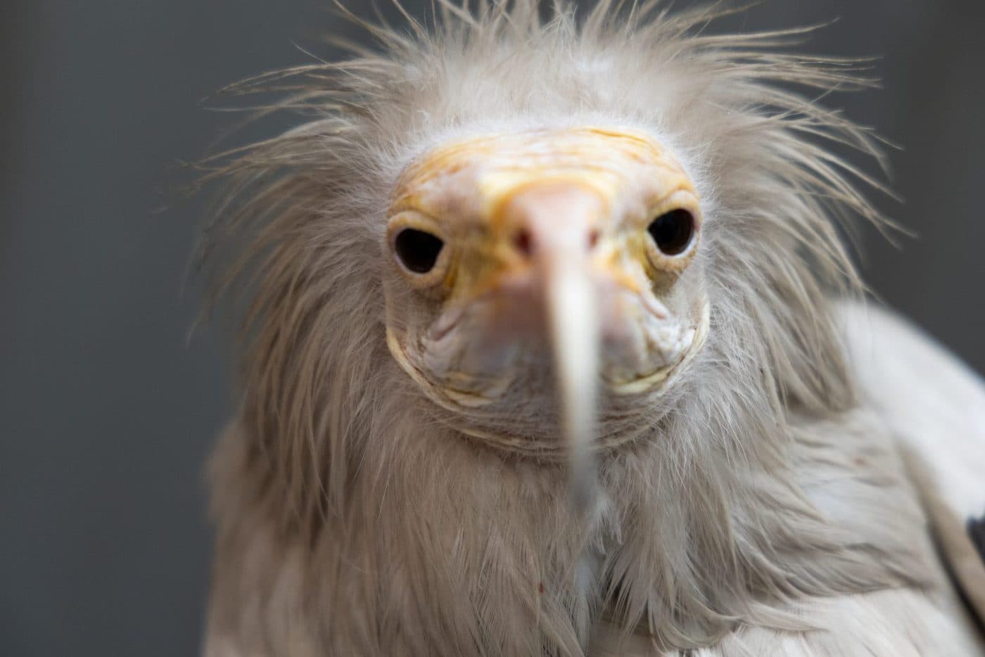An Egyptian Vulture, an Endangered species treated at the clinic