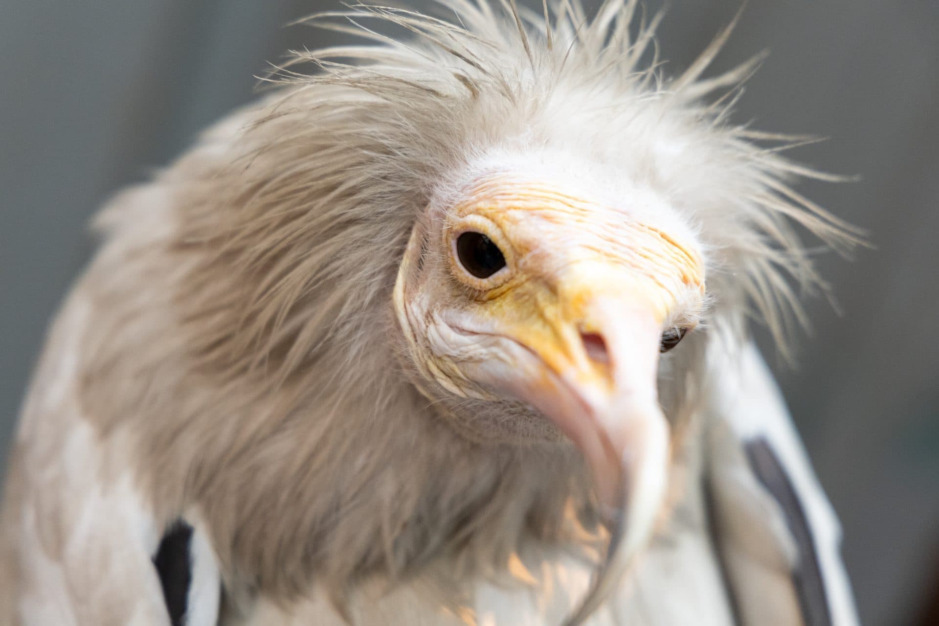 An Egyptian Vulture in flight