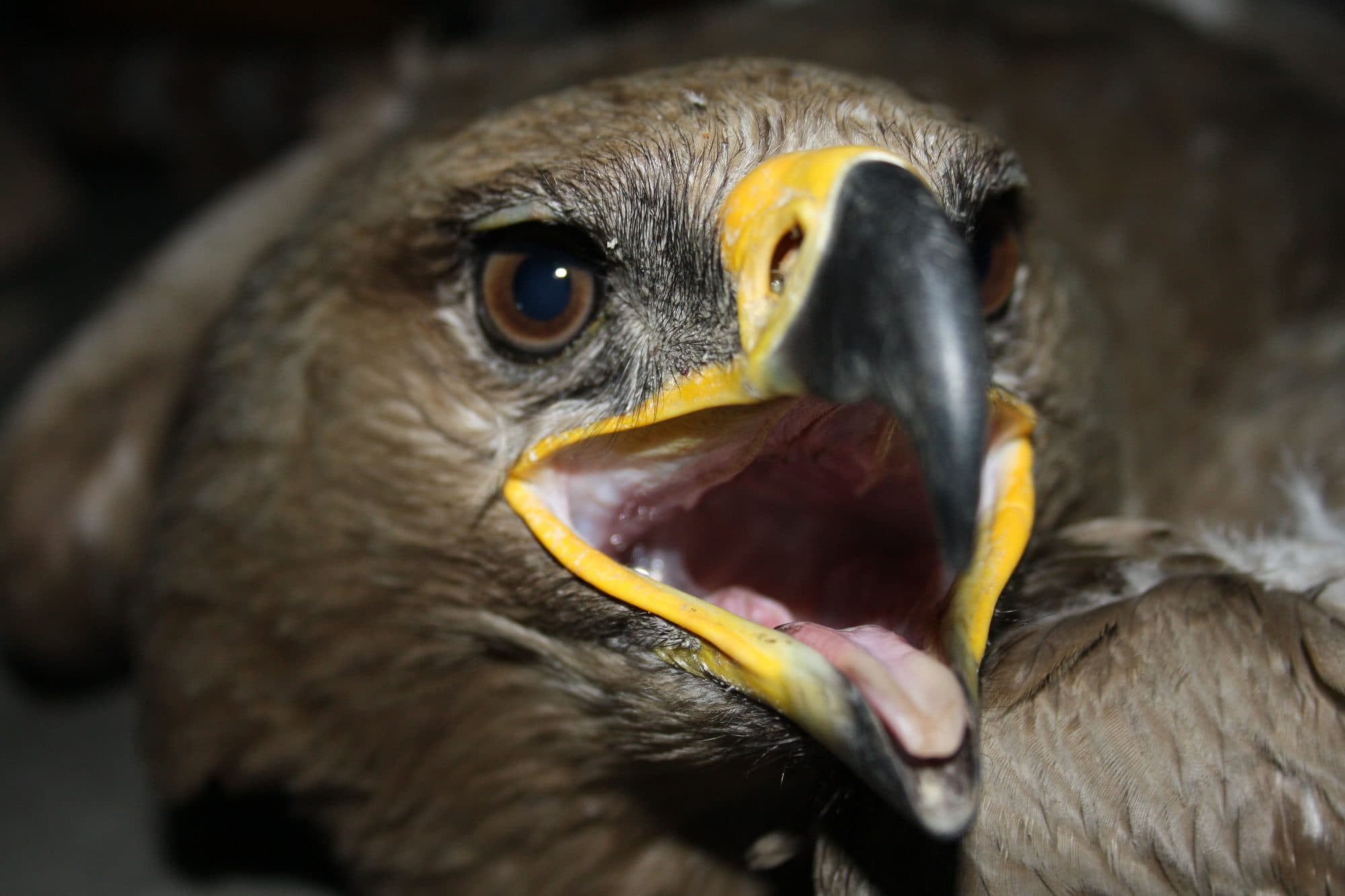 A Steppe Eagle held in careful hands at the clinic in Delhi