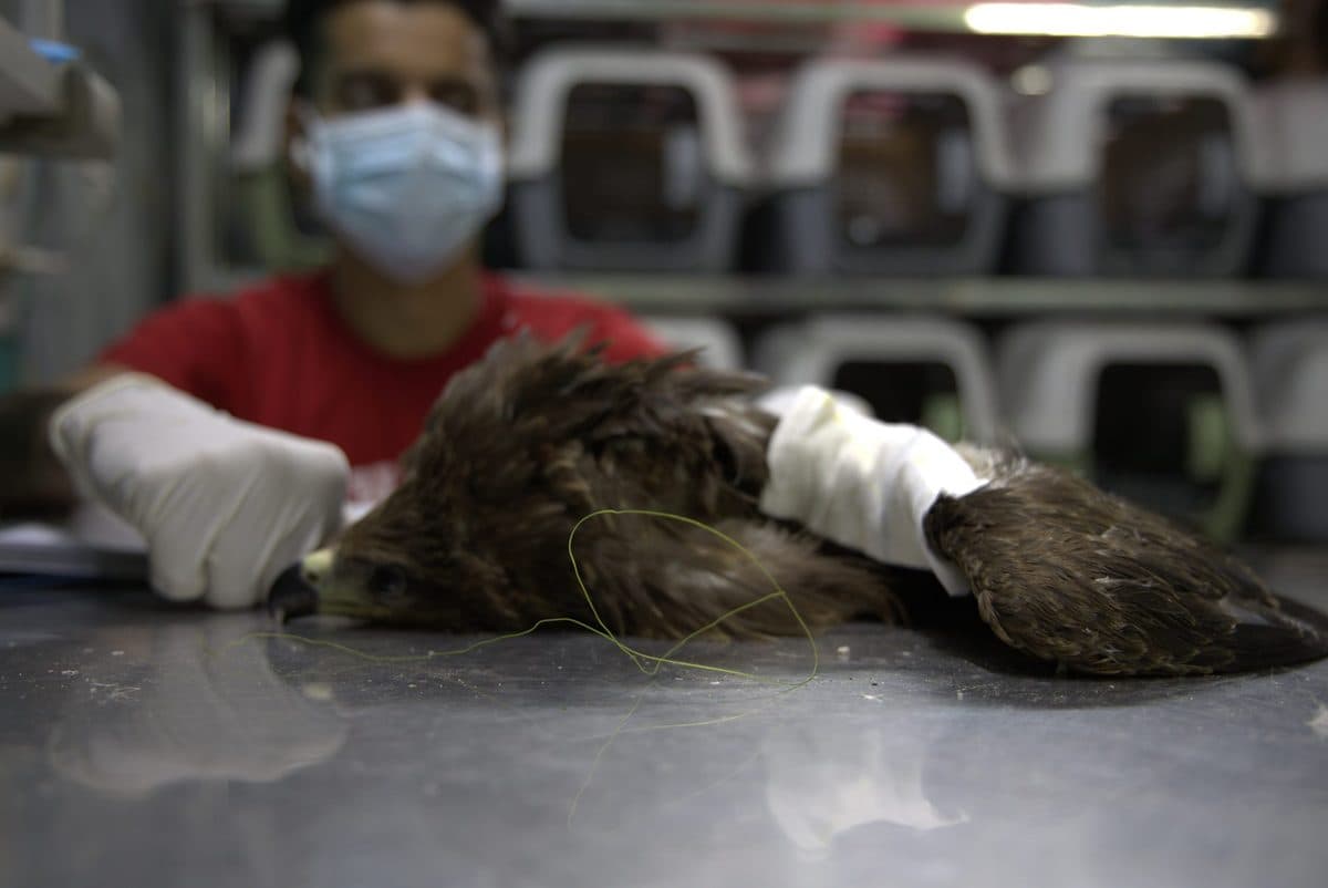 A Black Kite on the clinic table with a bandaged wing, the manja string that cut it still lying beside the bird