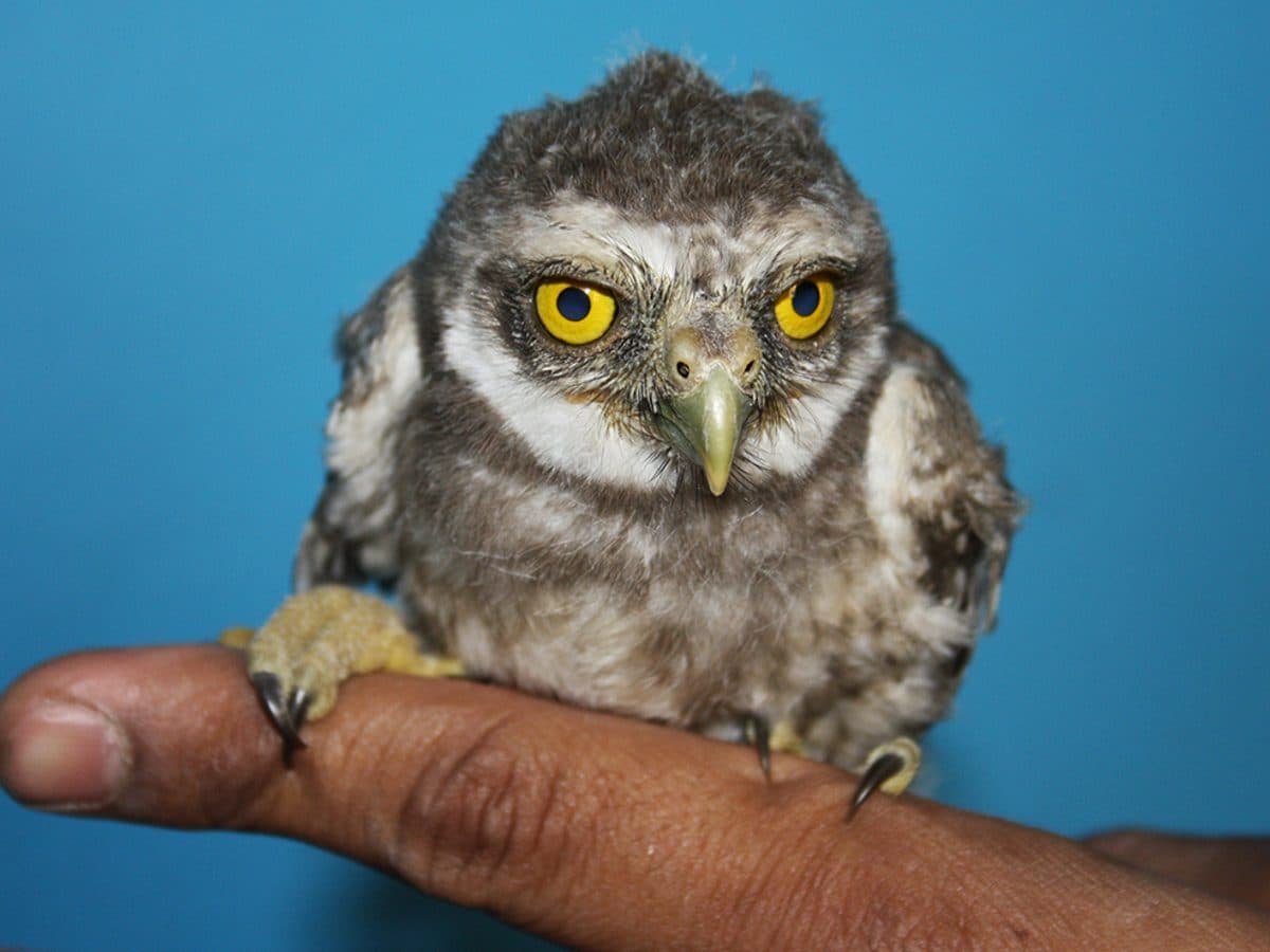 A Spotted Owlet chick in care