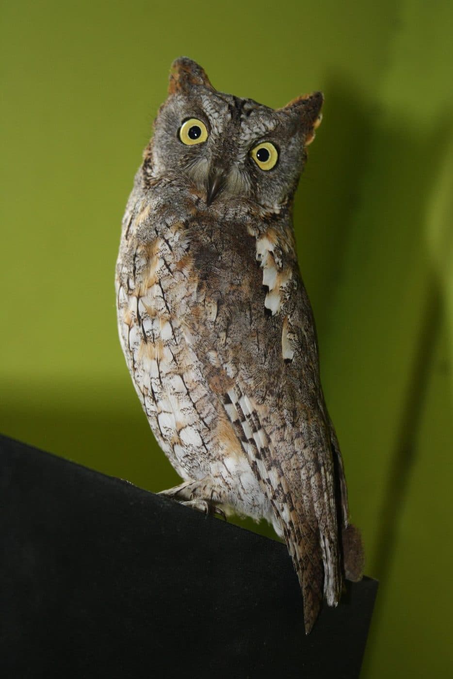 Indian Scops Owl