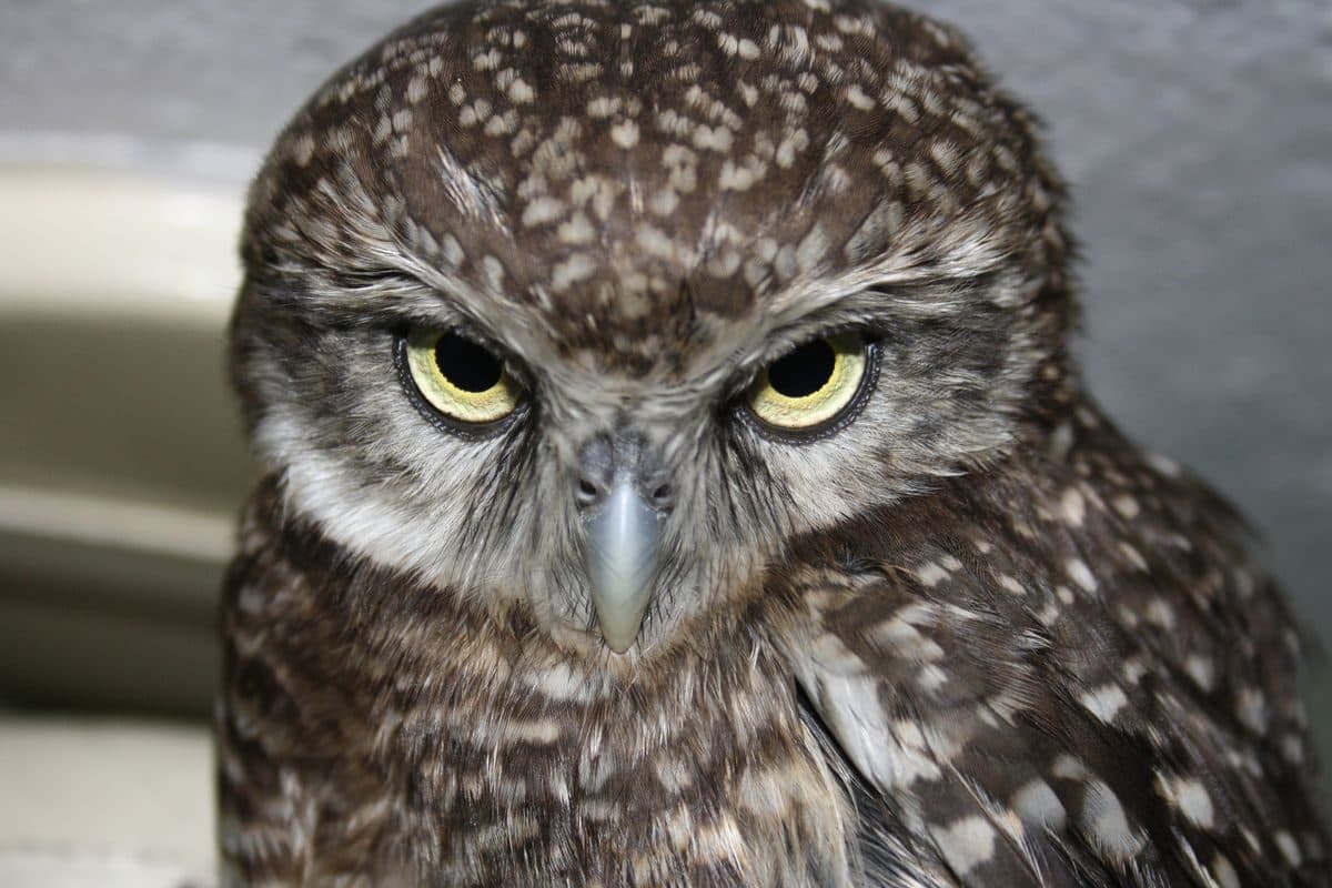 Spotted Owlet