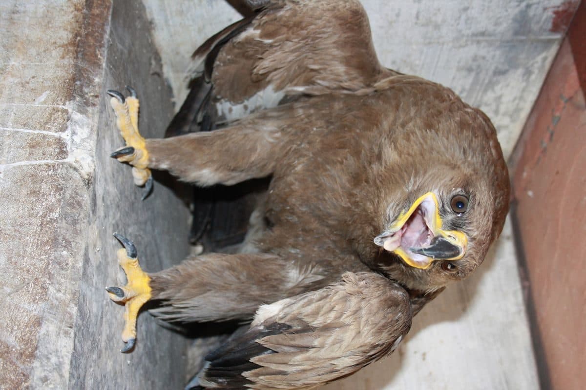 Steppe Eagle