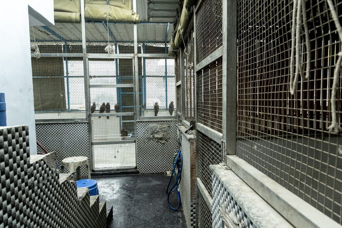 Enclosures at the partner facility, with recovering raptors perched at the far end