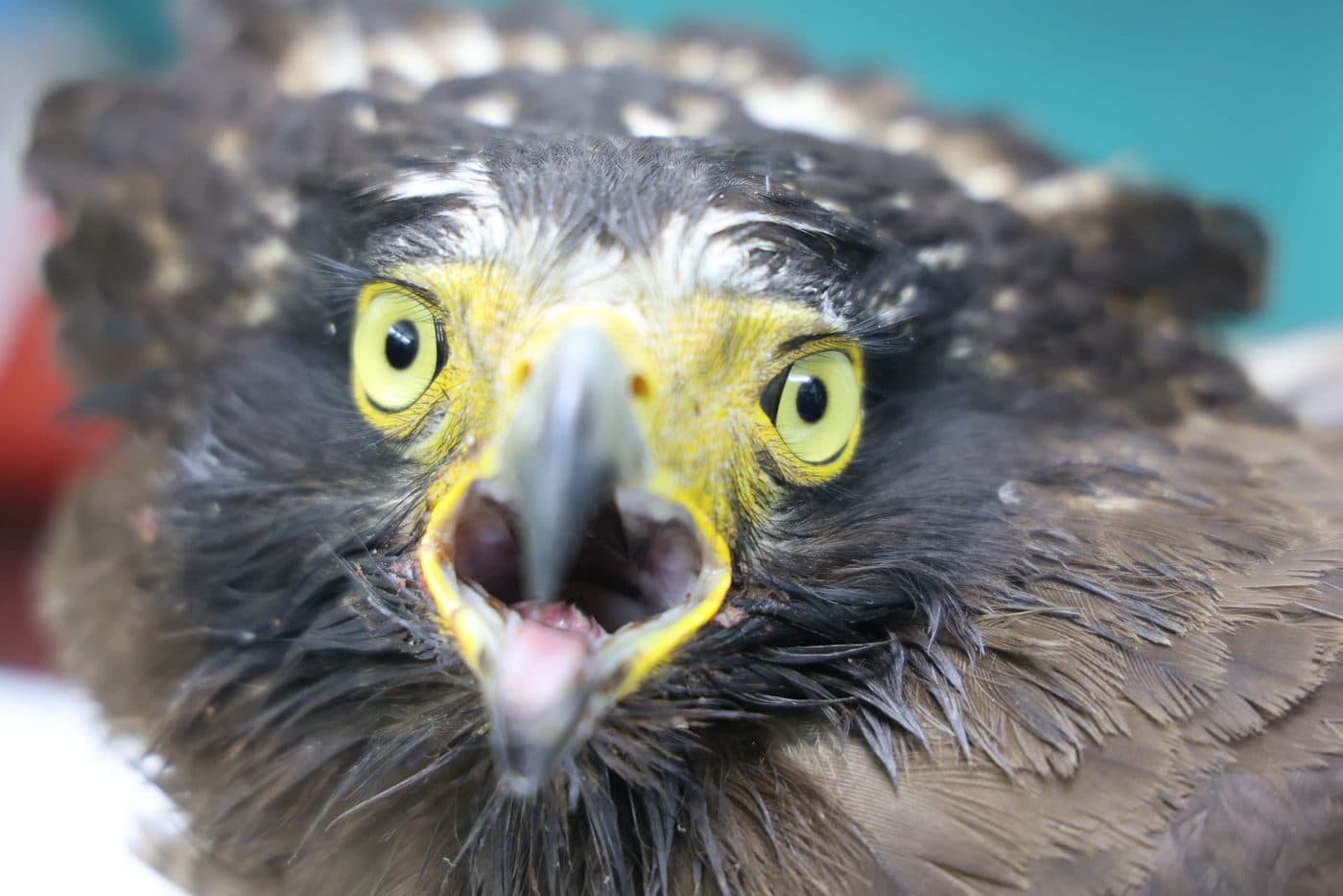 A Crested Serpent Eagle in care